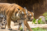 保护苌山虎，守护中国特有物种