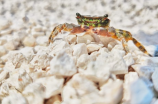 哺乳期可以吃螃蟹吗(哺乳期可以吃螃蟹吗？螃蟹的营养价值和食用禁忌)