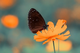镜头下的金粉蝶：飞舞于花海间