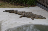 crocodiles(远古巨鳄：揭秘鳄鱼漫长的进化历程)