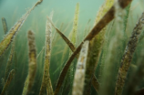 科学家发现江蓠科海藻新物种，或改变药物和化妆品工业