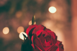玫瑰花花语(玫瑰花花语：告诉你为什么玫瑰是爱情的象征)