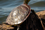 了解这只神奇的小生物：豹纹龟