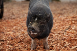 新式养猪场(实践证明，新式养猪场是提高猪养殖效益的有效途径)