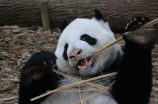 大熊猫视频(惊人的观赏饲养大熊猫视频！)