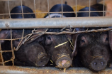 猪饲料价格近期涨幅引起行业热议