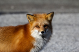 探寻中国人最爱的萌物——半只狐狸