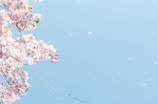 OVERFLOW樱花：秀美绽放的春天盛景