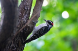 超可爱啄木鸟图片欣赏，你最喜欢哪一张？